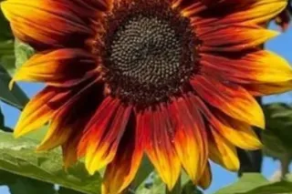 🔪HA HA HA 🫀💔EVVVVVVVIL HEADDoc... - Image 3